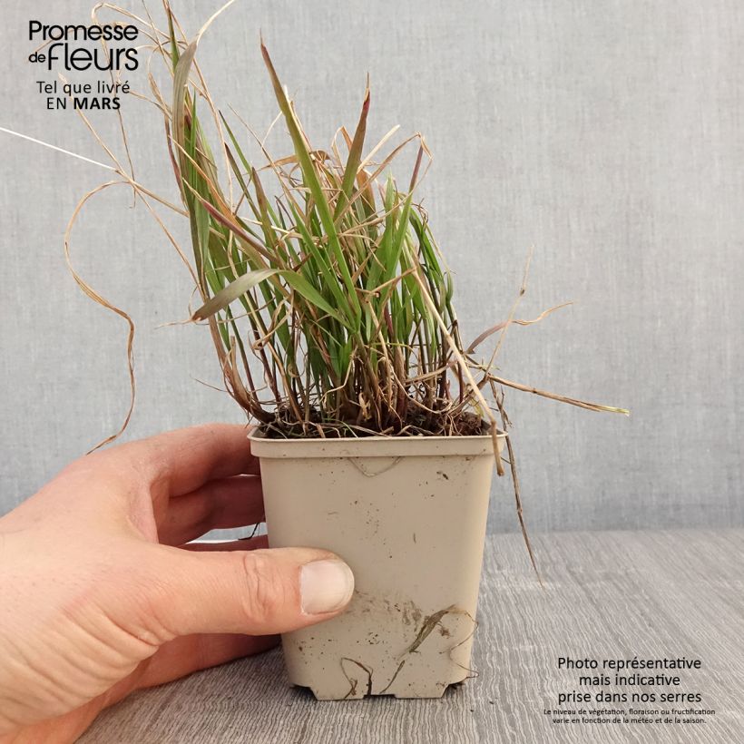 Melica nutans 8/9 cm pot sample as delivered in spring