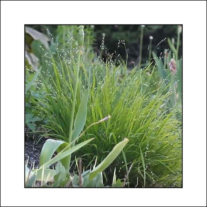 Melica uniflora f. albida (Flowering)