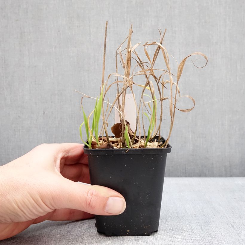 Melica uniflora f. albida 8/9 cm pot sample as delivered in winter