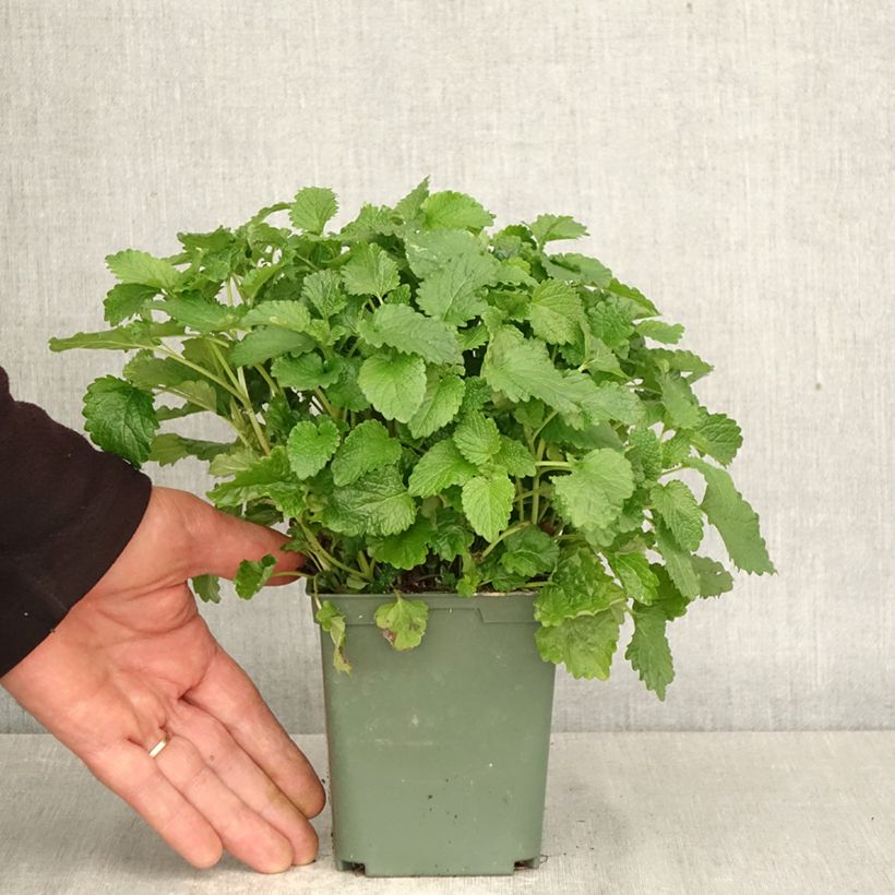 Melissa officinalis Aurea 1L/1.5L pot sample as delivered in spring