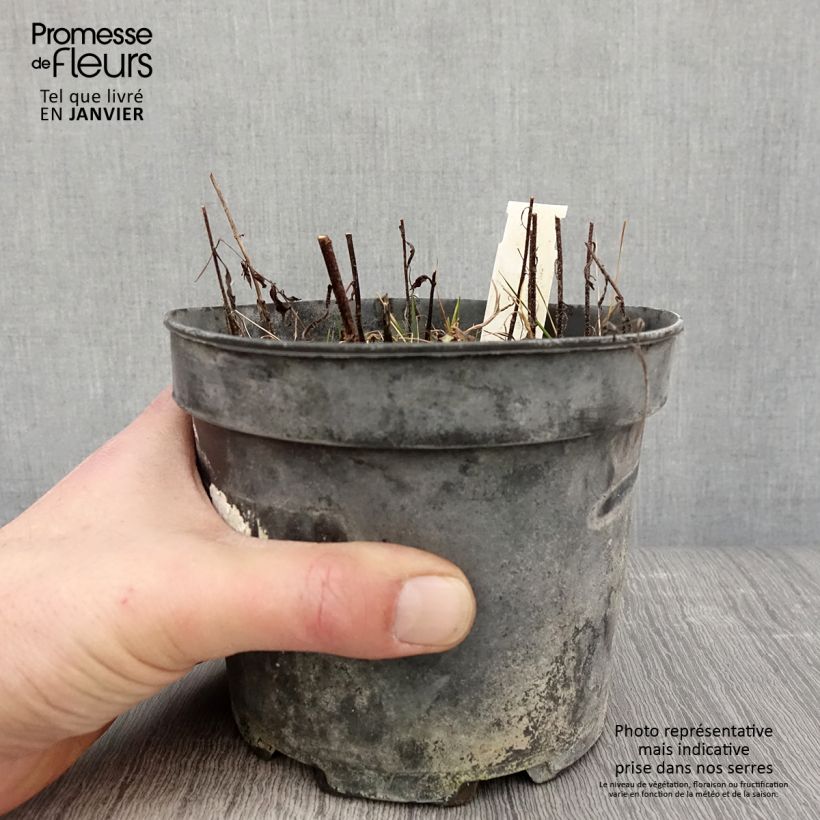 Melittis melissophyllum Alba 2L/3L pot sample as delivered in winter