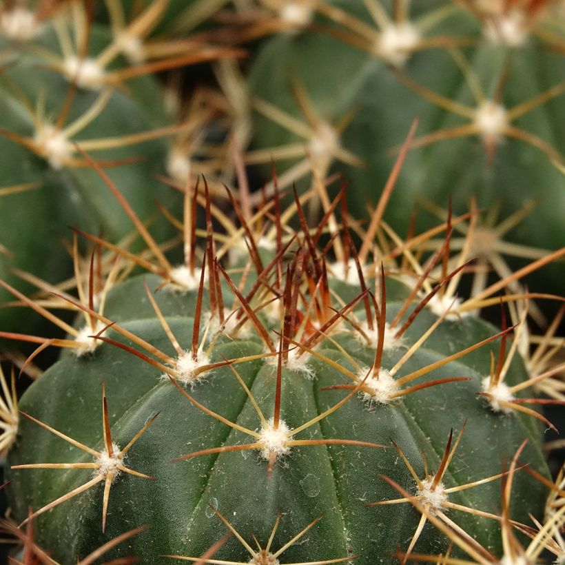 Melocactus azureus - Blue melon cactus (Foliage)