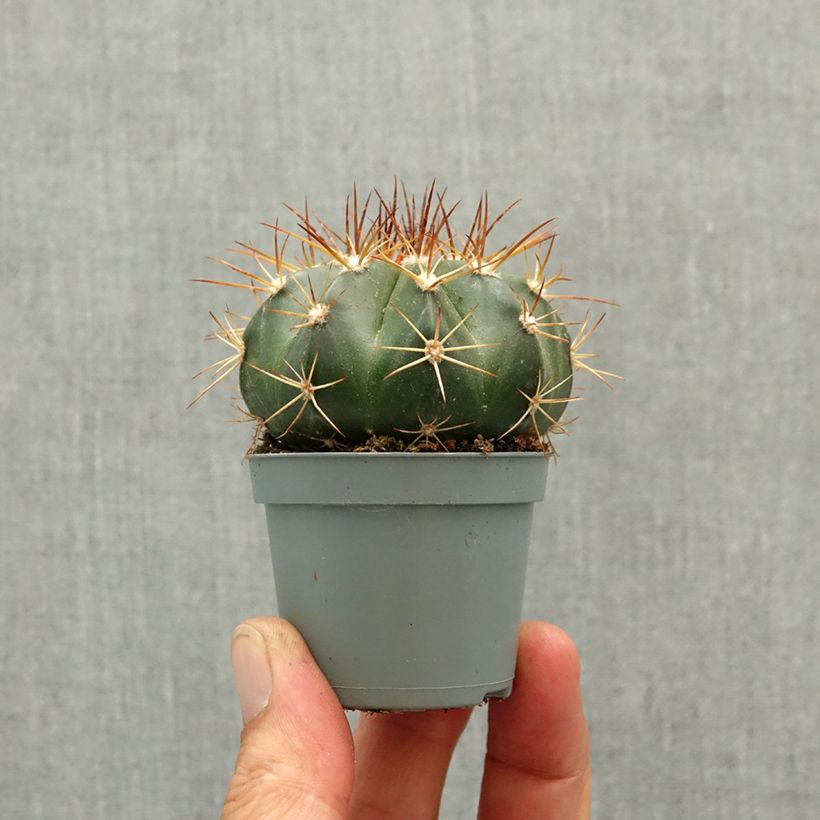 Melocactus azureus - Cactus melon mini plant sample as delivered in spring