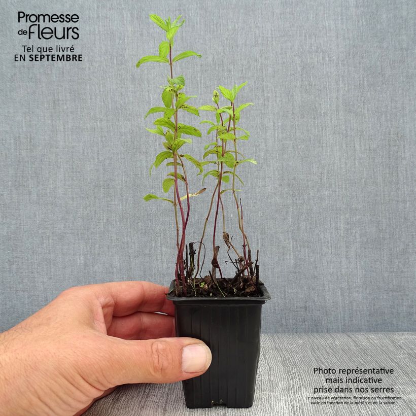 Mentha Algerienne 7/8 cm pot sample as delivered in autumn