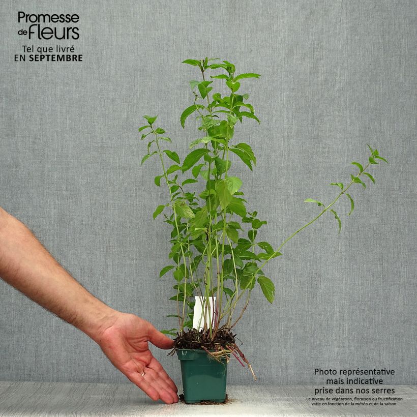 Mentha piperita Citaro 10cm/11cm pot sample as delivered in autumn