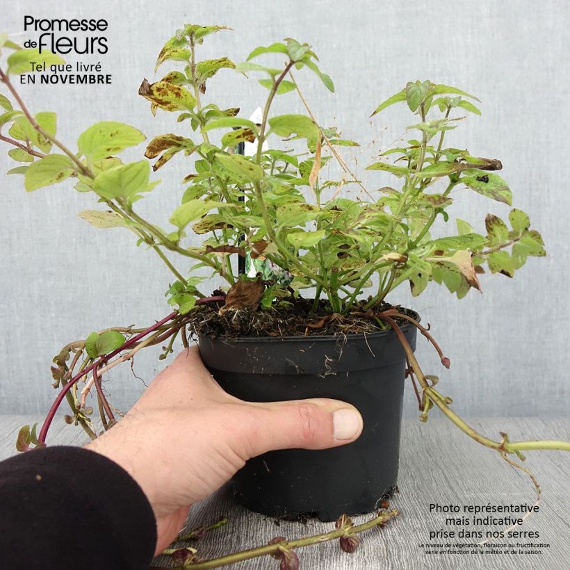 Water Mint - Mentha aquatica 1.5L/2L pot sample as delivered in autumn
