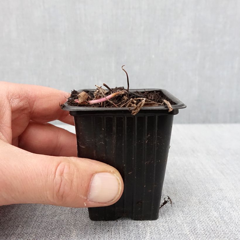 Organic Mentha arvensis Banana 8/9 cm pot sample as delivered in winter