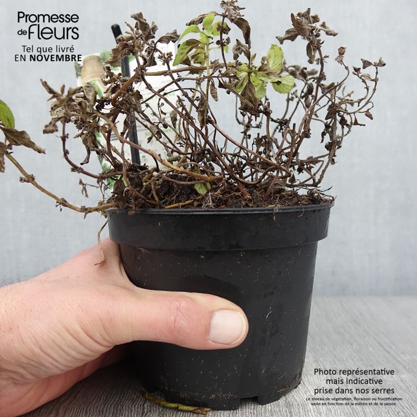 Mentha arvensis Banana 1.5L/2L pot sample as delivered in autumn