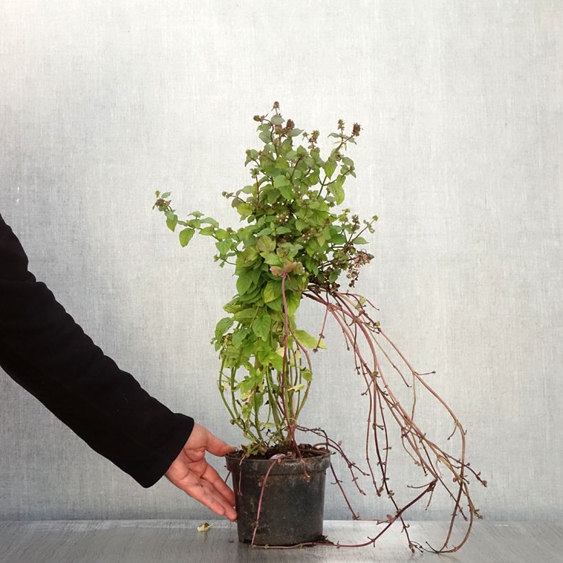 Mentha citrata Bergamote 2L/3L pot sample as delivered in autumn