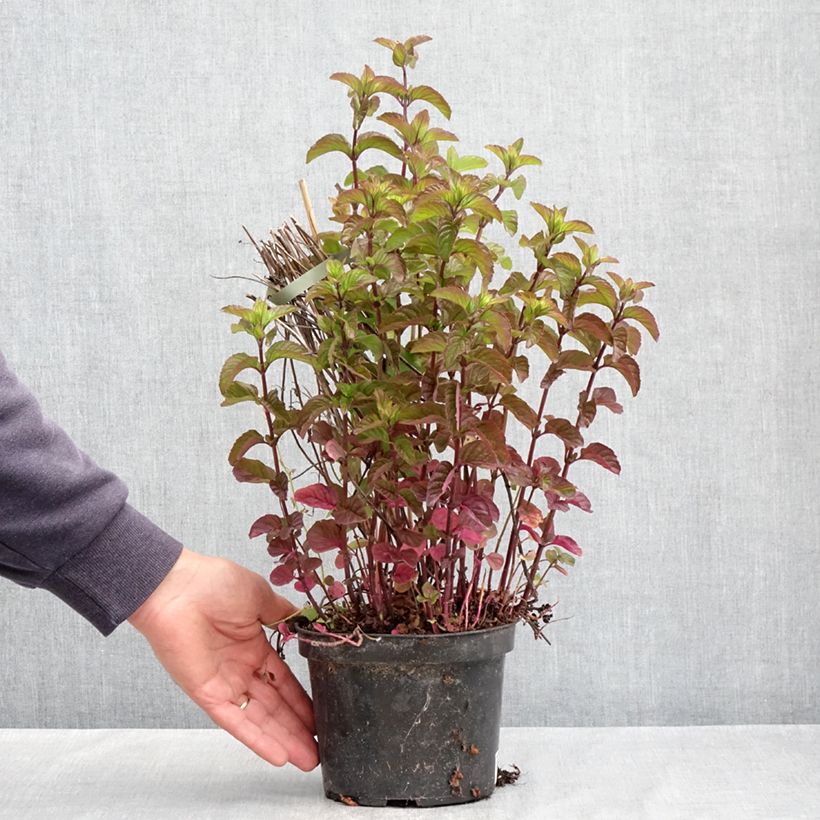 Mentha citrata Bergamote 2L/3L pot sample as delivered in spring