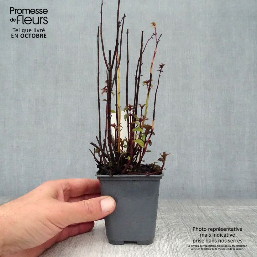 Mentha piperita Citrata - Mint 8/9 cm pot sample as delivered in autumn