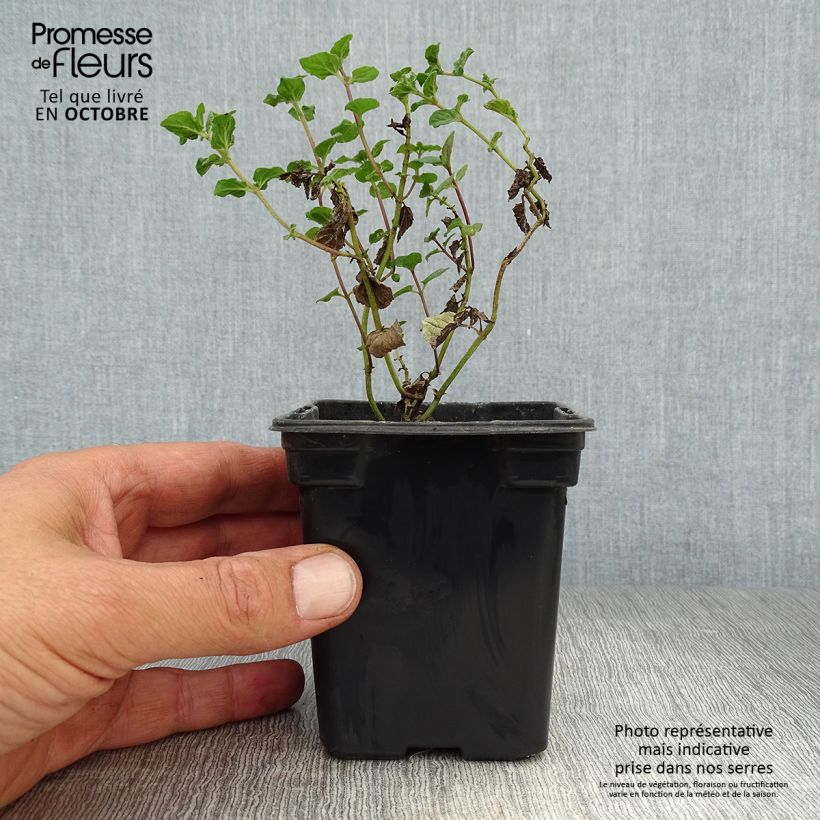 Mentha piperita officinalis Alba - Mint 8/9 cm pot sample as delivered in autumn