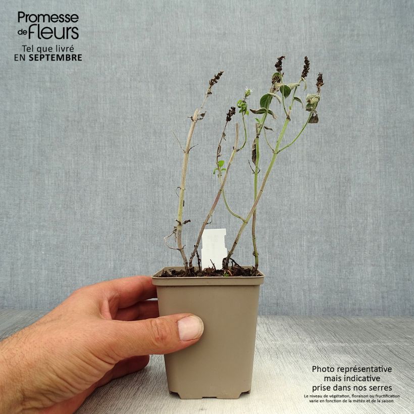 Buddleia Mint - Mentha longifolia Buddleja 8/9 cm pot sample as delivered in autumn