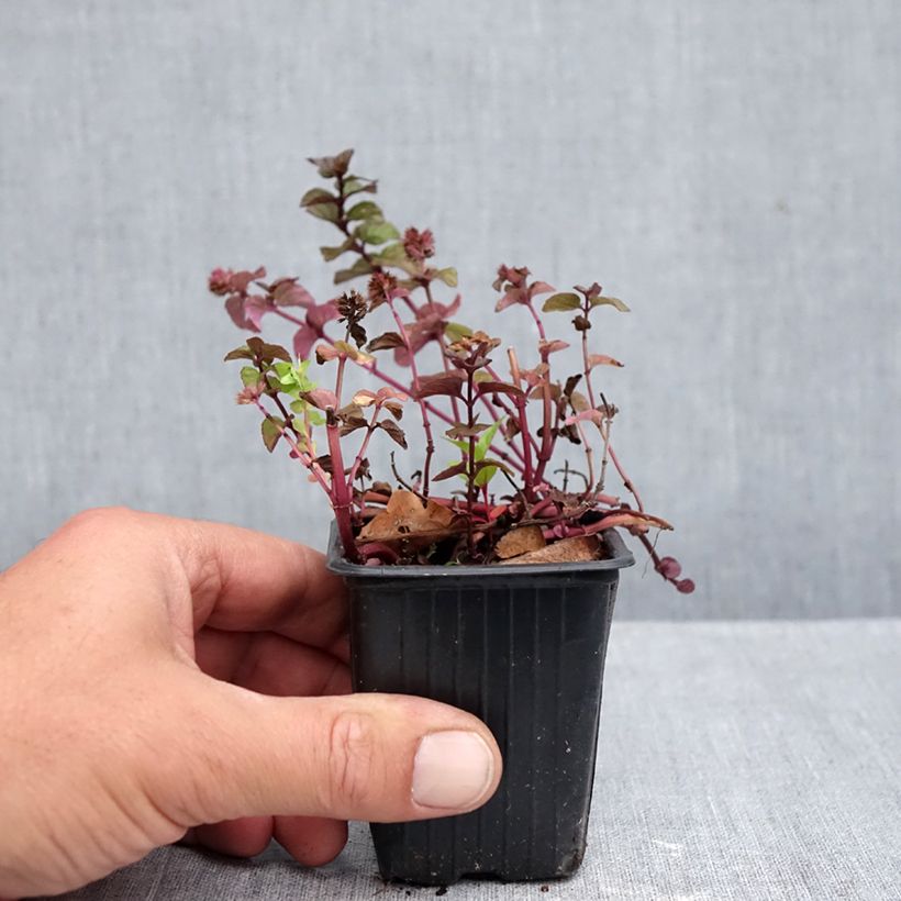 Mentha piperita chartreuse 8/9 cm pot sample as delivered in autumn