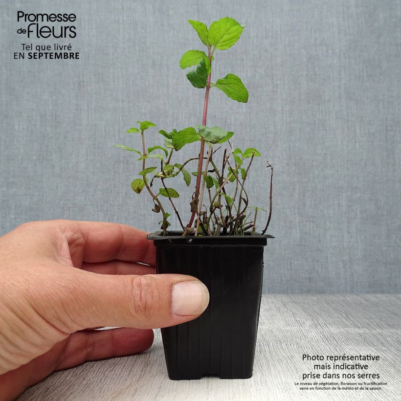 Chocolate Mint - Mentha x piperita schocominze 8/9 cm pot sample as delivered in autumn