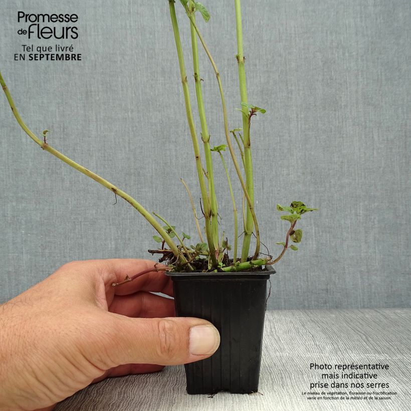 Lemon Mint - Mentha citrata 8/9 cm pot sample as delivered in autumn