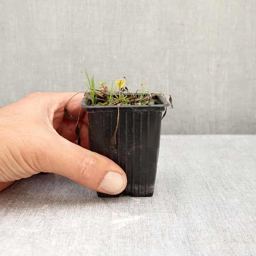 Tanacetum balsamita 7/8 cm pot sample as delivered in autumn