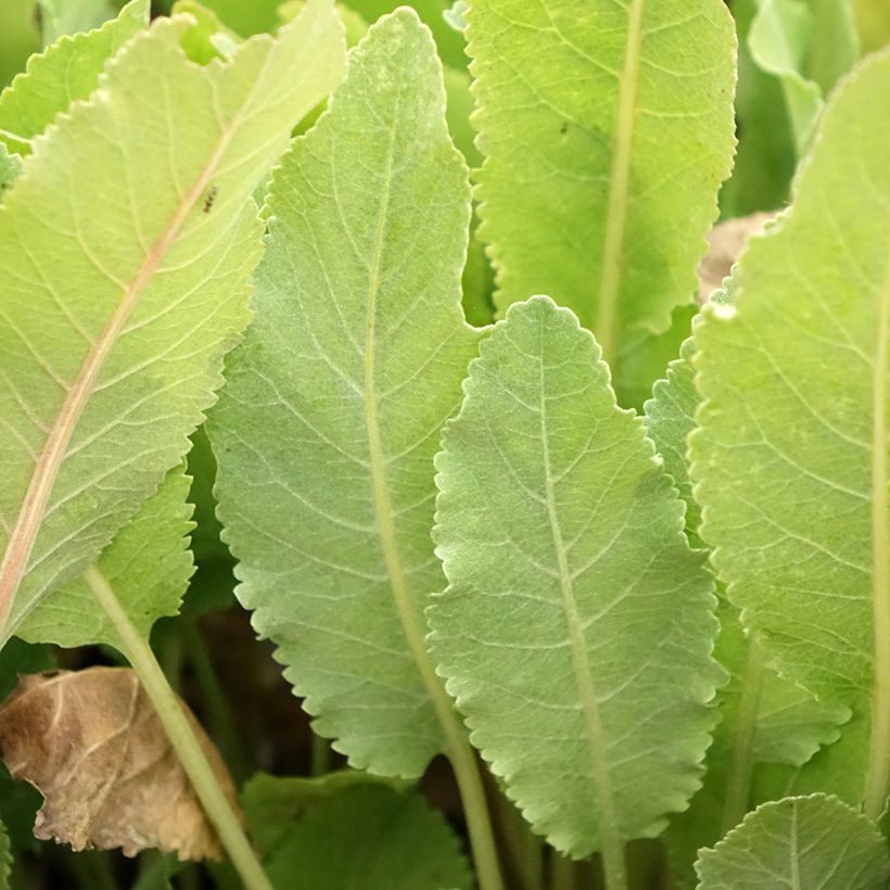 Tanacetum balsamita (Foliage)