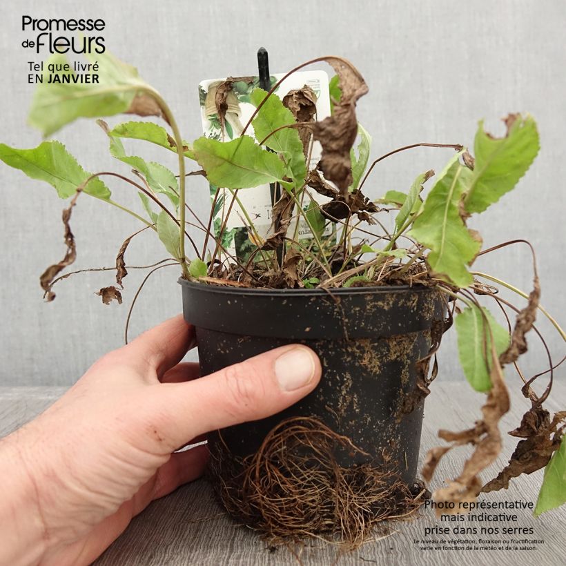 Tanacetum balsamita 1.5L/2L pot sample as delivered in winter