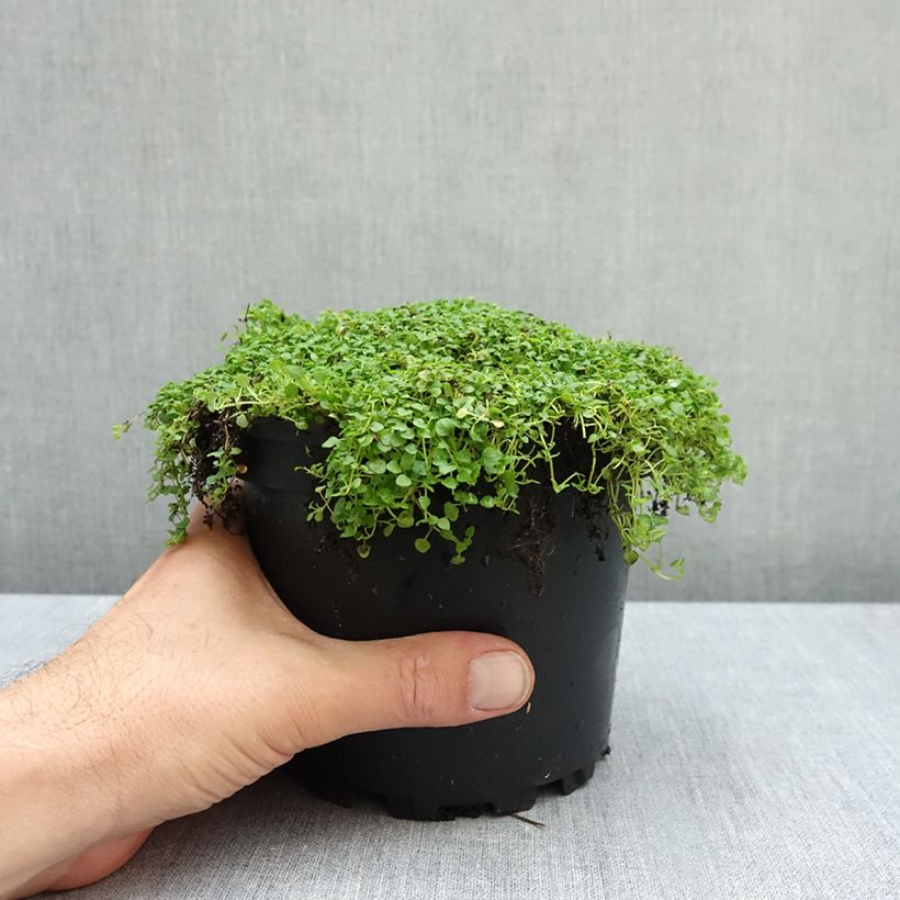Mentha requienii - Mint 2L/3L pot sample as delivered in autumn