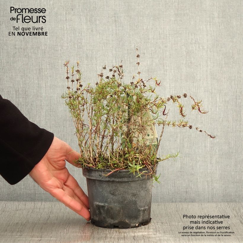 Hart's Pennyroyal - Mentha cervina 1.5L/2L pot sample as delivered in autumn