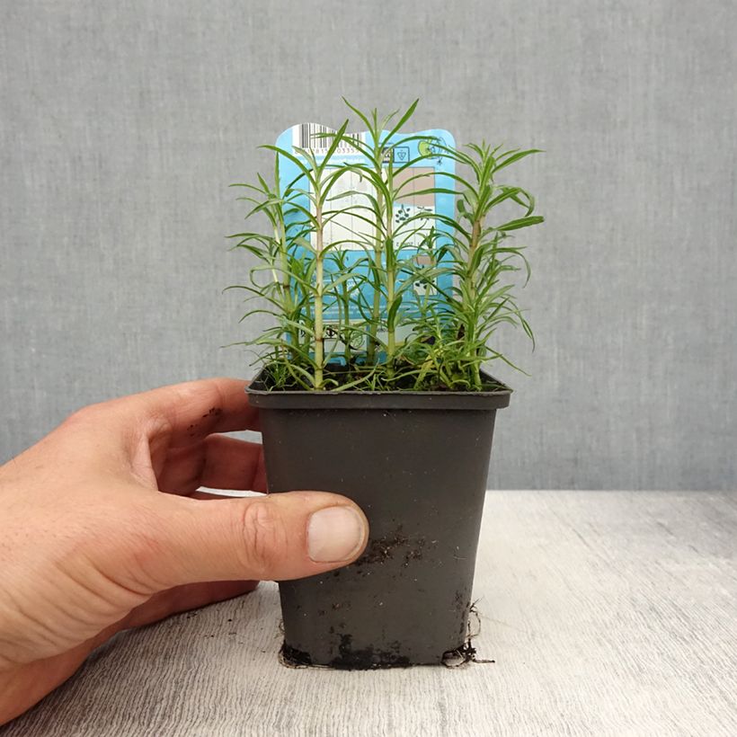 Mentha cervina Alba 8/9 cm pot sample as delivered in spring