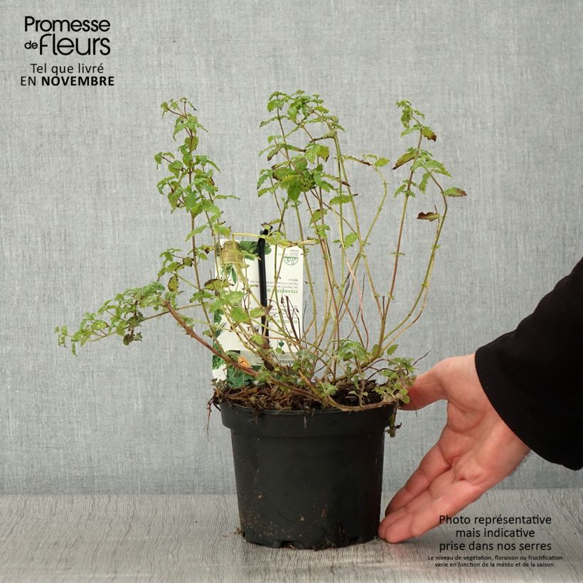 Mentha spicata Fraise 1.5L/2L pot sample as delivered in autumn