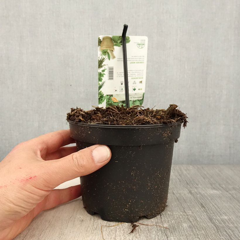 Mentha piperita Ginger 1.5L/2L pot sample as delivered in spring