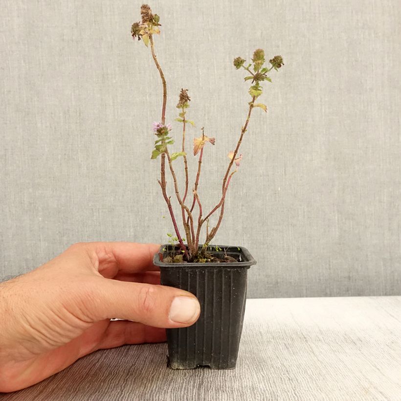 Mentha citrata Grapefruit 7/8 cm pot sample as delivered in autumn