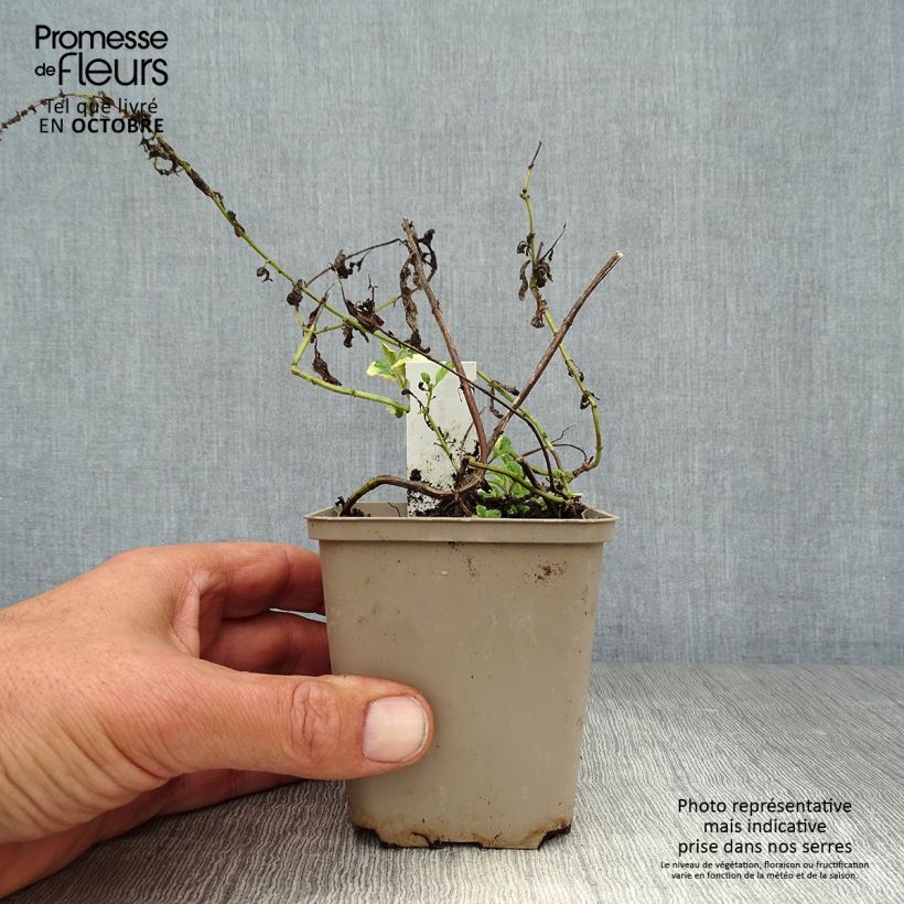 Variegated Mint - Mentha suaveolens Variegata 8/9 cm pot sample as delivered in autumn