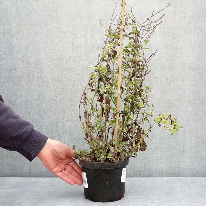 Variegated Mint - Mentha suaveolens Variegata 2L/3L pot sample as delivered in spring