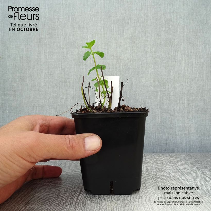 Peppermint - Mentha piperita 8/9 cm pot sample as delivered in autumn
