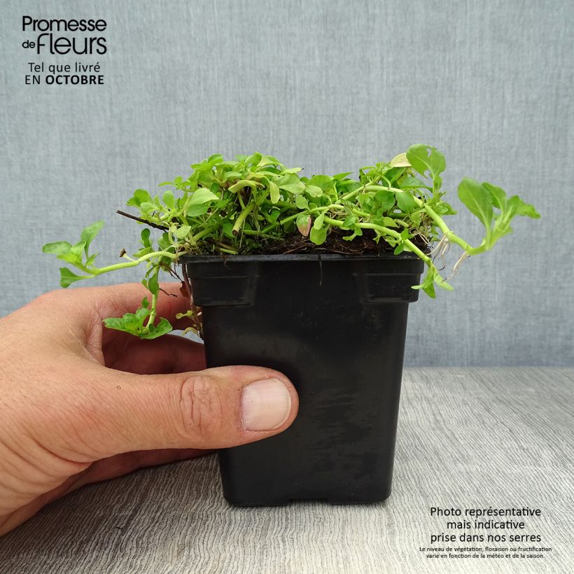 Mentha pulegium 8/9 cm pot sample as delivered in autumn
