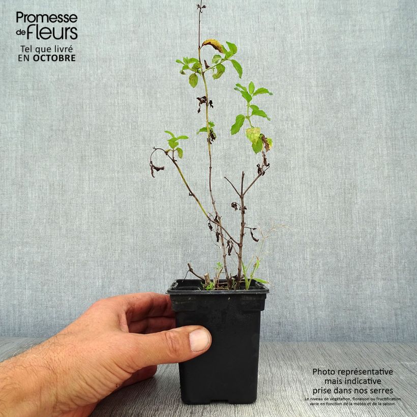 Mentha piperita Réglisse 7/8 cm pot sample as delivered in autumn