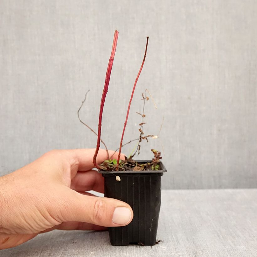 Mentha piperita Romana Rossa 8/9 cm pot sample as delivered in autumn