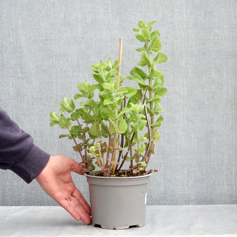 Mentha suaveolens 2L/3L pot sample as delivered in spring