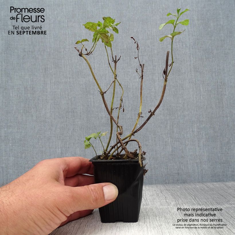 Mentha piperita Swiss 8/9 cm pot sample as delivered in autumn