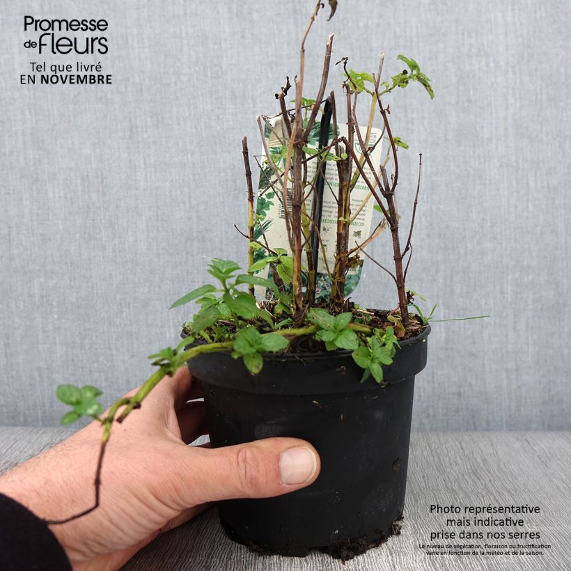 Mentha piperita Swiss 1.5L/2L pot sample as delivered in autumn