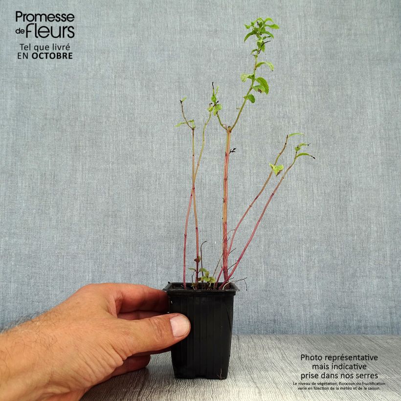 Mentha Tunisienne 8/9 cm pot sample as delivered in autumn