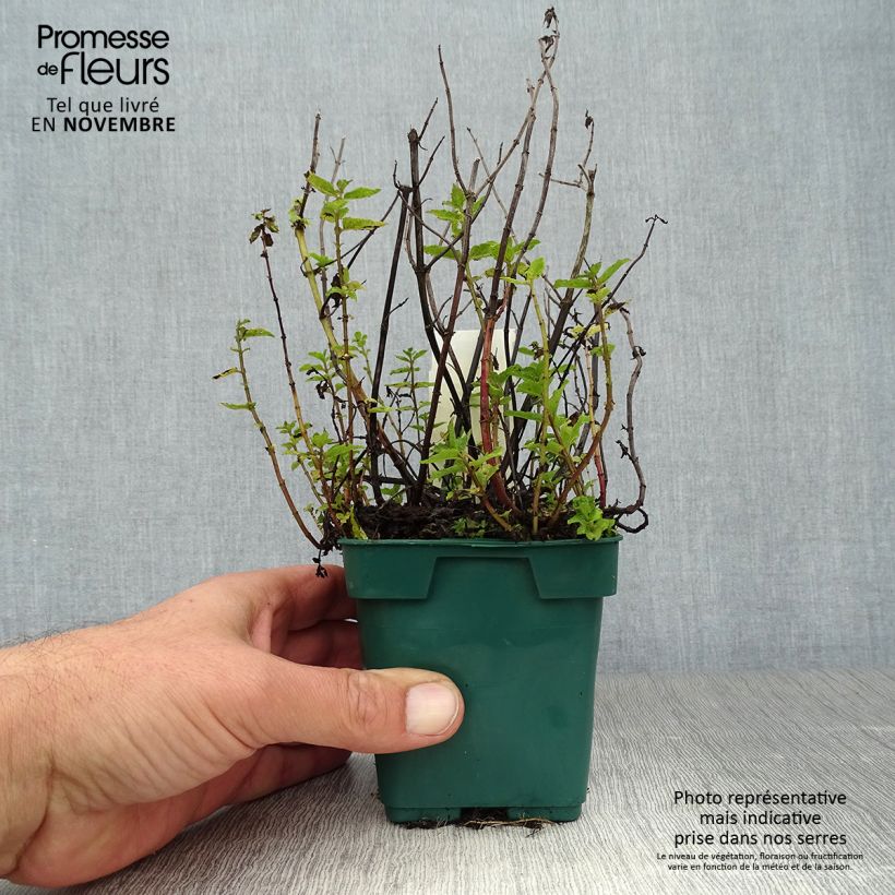 Mentha spicata Hollywood 10cm/11cm pot sample as delivered in autumn
