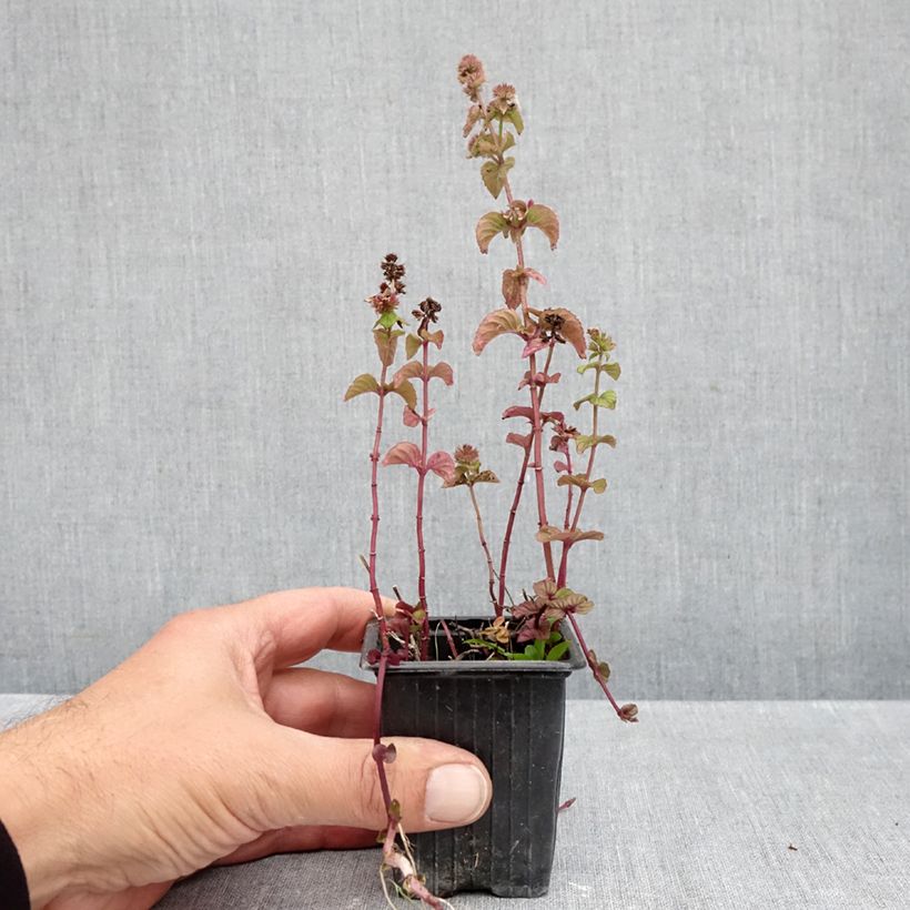 Mentha smithiana rubra 8/9 cm pot sample as delivered in autumn