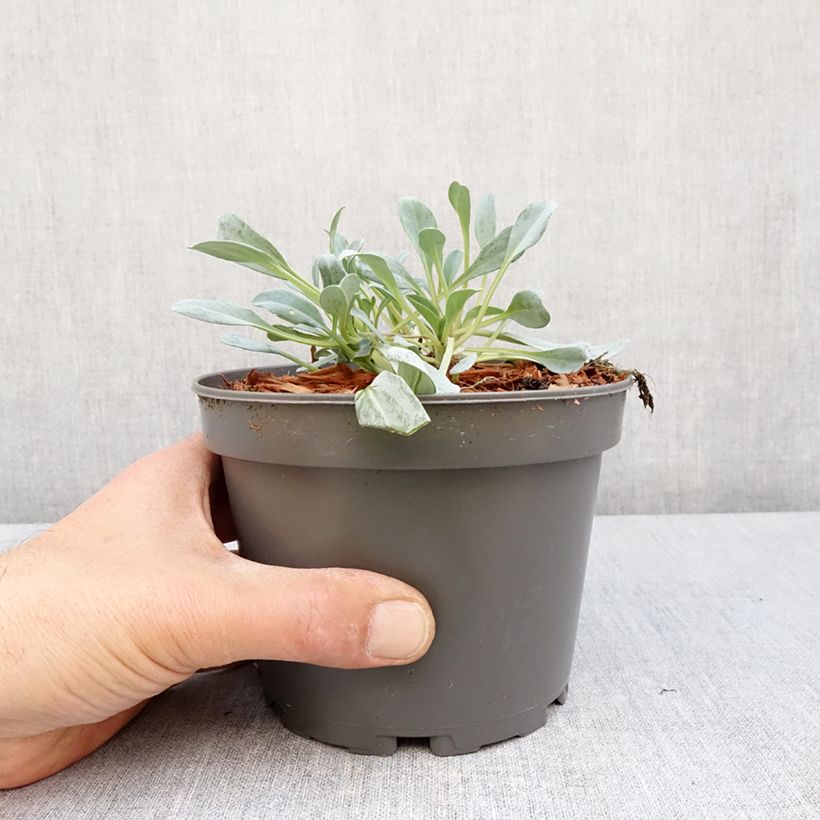 Mertensia maritima - Vegetable Oyster 1L/1.5L pot sample as delivered in spring