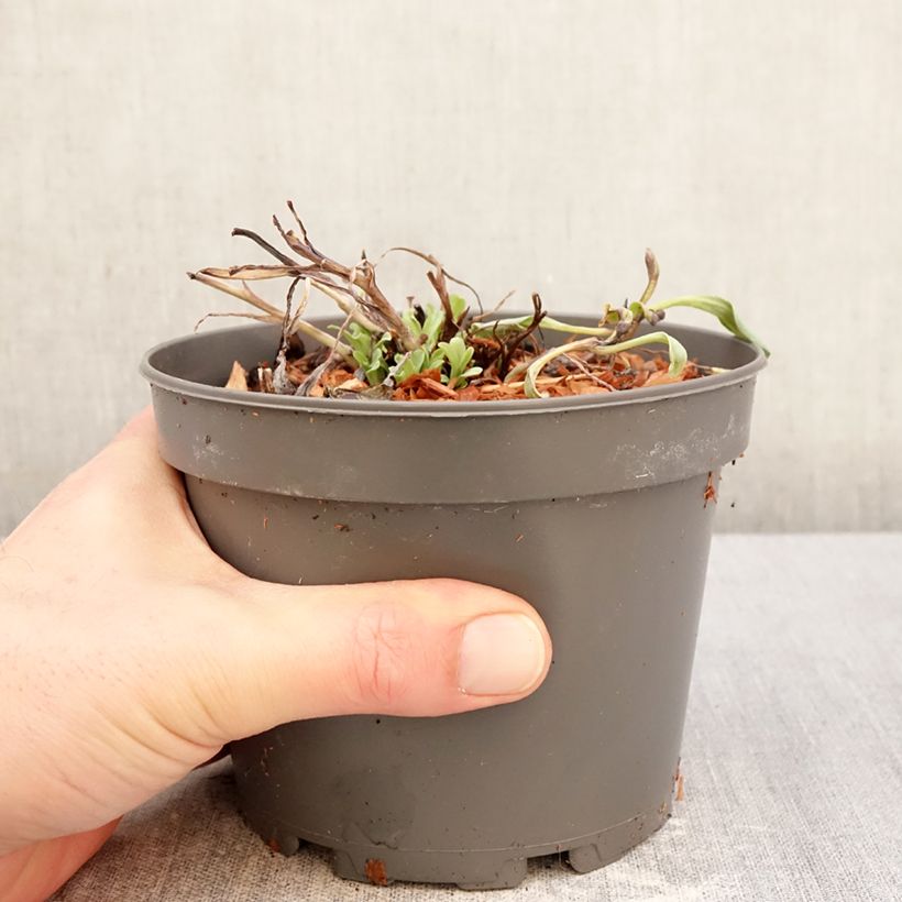 Mertensia maritima - Vegetable Oyster 1L/1.5L pot sample as delivered in winter