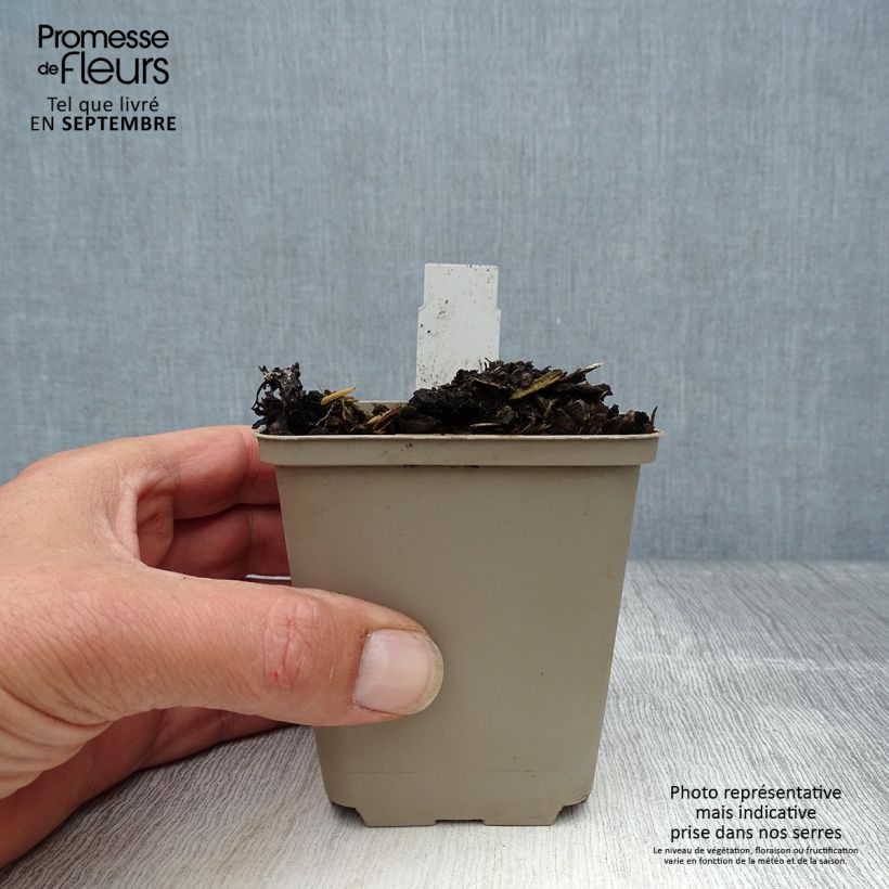 Virginian bluebells 8/9 cm pot sample as delivered in autumn