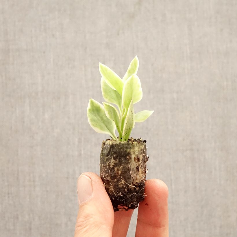 Mesembryanthemum x cordifolium 'Mesbicla' MEZOO® TRAILING RED - Livingstone daisy, Ice plant Plug plant 3/4cm sample as delivered in spring