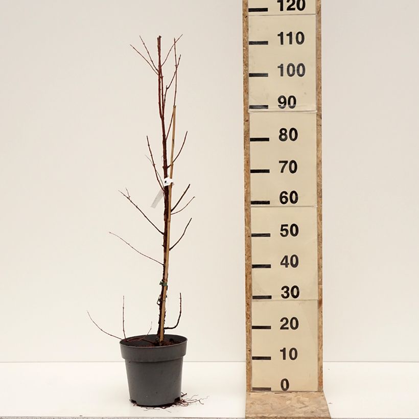 Metasequoia glyptostroboides Amber Glow - Dawn Redwood 4L/5L pot sample as delivered in winter