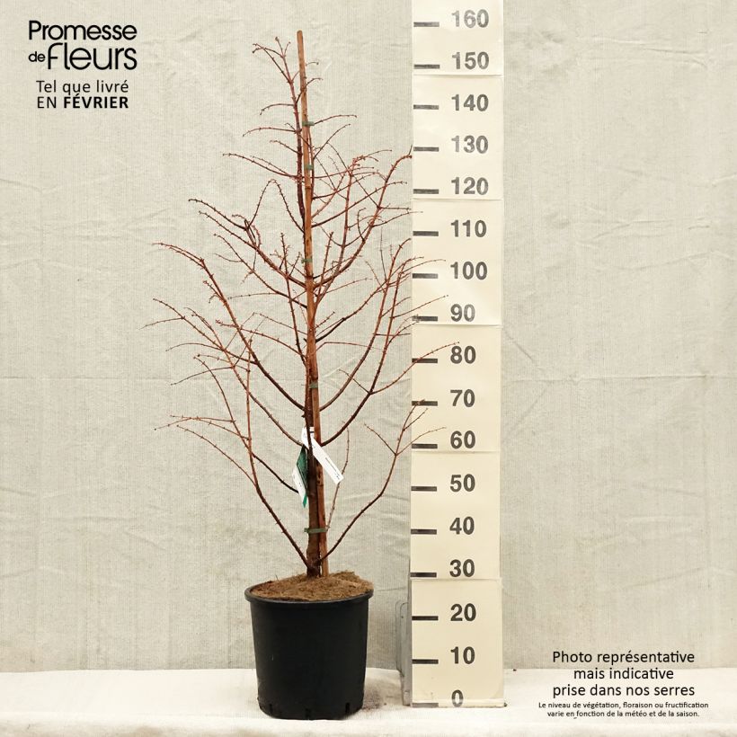 Metasequoia glyptostroboides Chubby - Dawn Redwood 7.5L/10L pot sample as delivered in winter