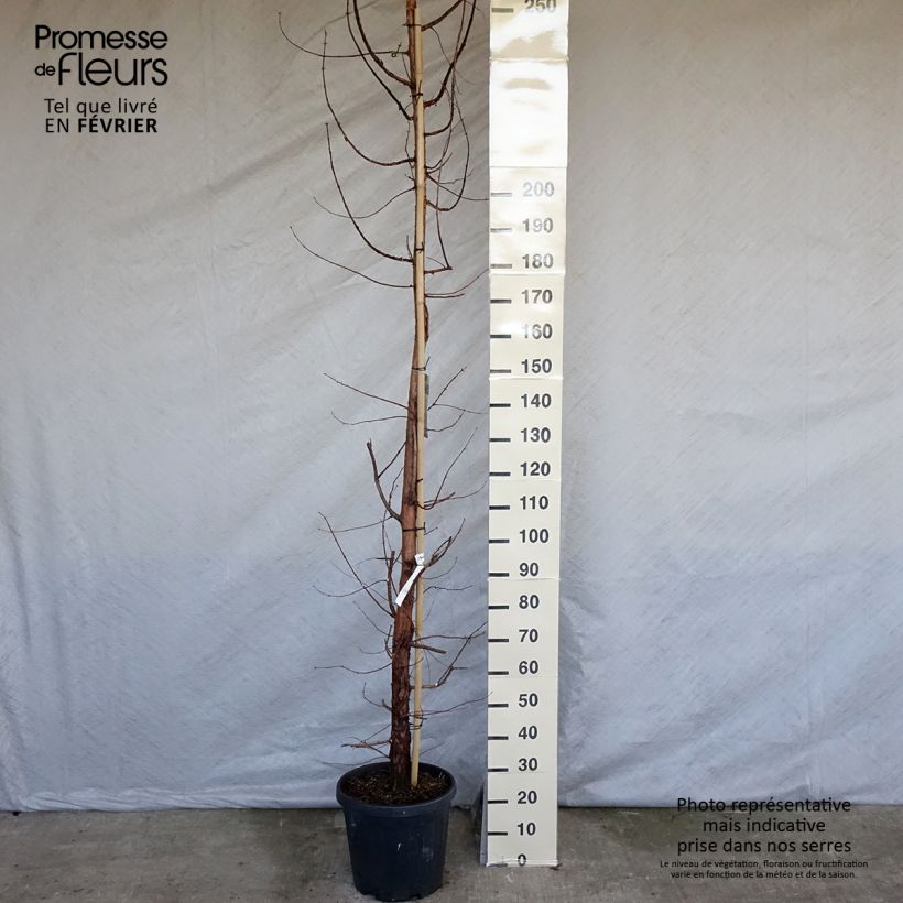 Metasequoia glyptostroboides - Dawn Redwood 18L/20L pot sample as delivered in winter