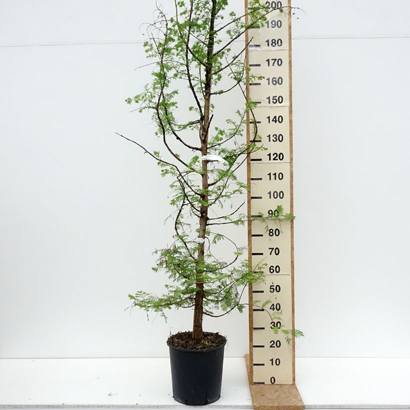 Metasequoia glyptostroboides - Dawn Redwood 18L/20L pot sample as delivered in summer