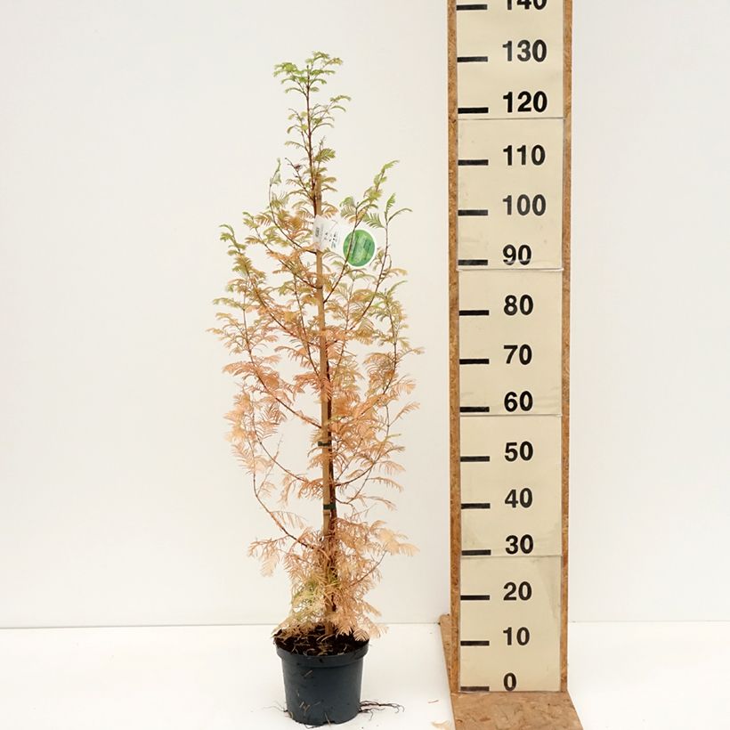 Metasequoia glyptostroboides - Dawn Redwood 3L/4L pot sample as delivered in autumn